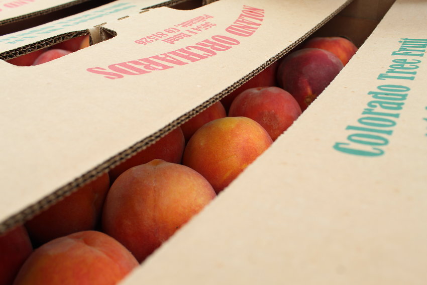 Peaches from Palisade-based Noland Orchards are ready to be picked up at the Rotary Club of Golden's annual "Peaches for a Purpose" fundraiser Aug. 20 at Golden High School. The Rotary Club sold about 1,700 boxes of peaches, raising approximately $30,000.